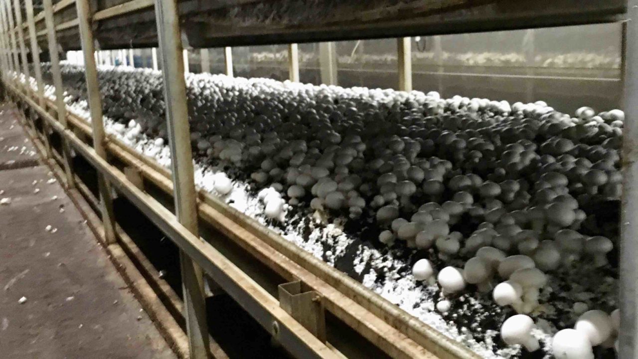 mushroom rack cell farmer