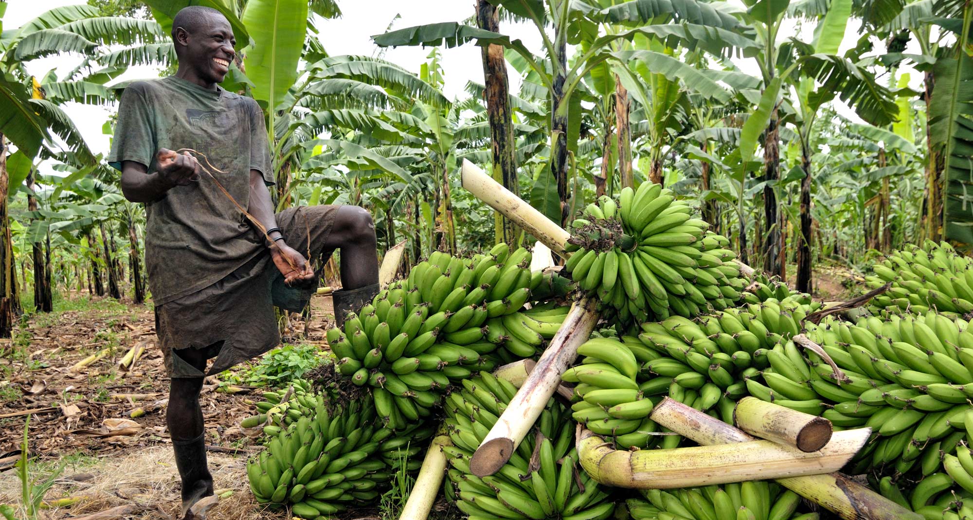 farmer green banana plantation harvest