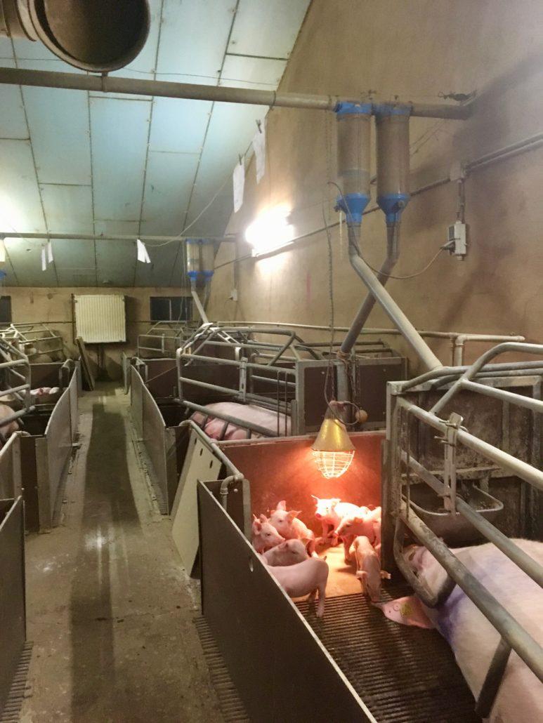 varkensstal met biggetjes onder warmtelamp
