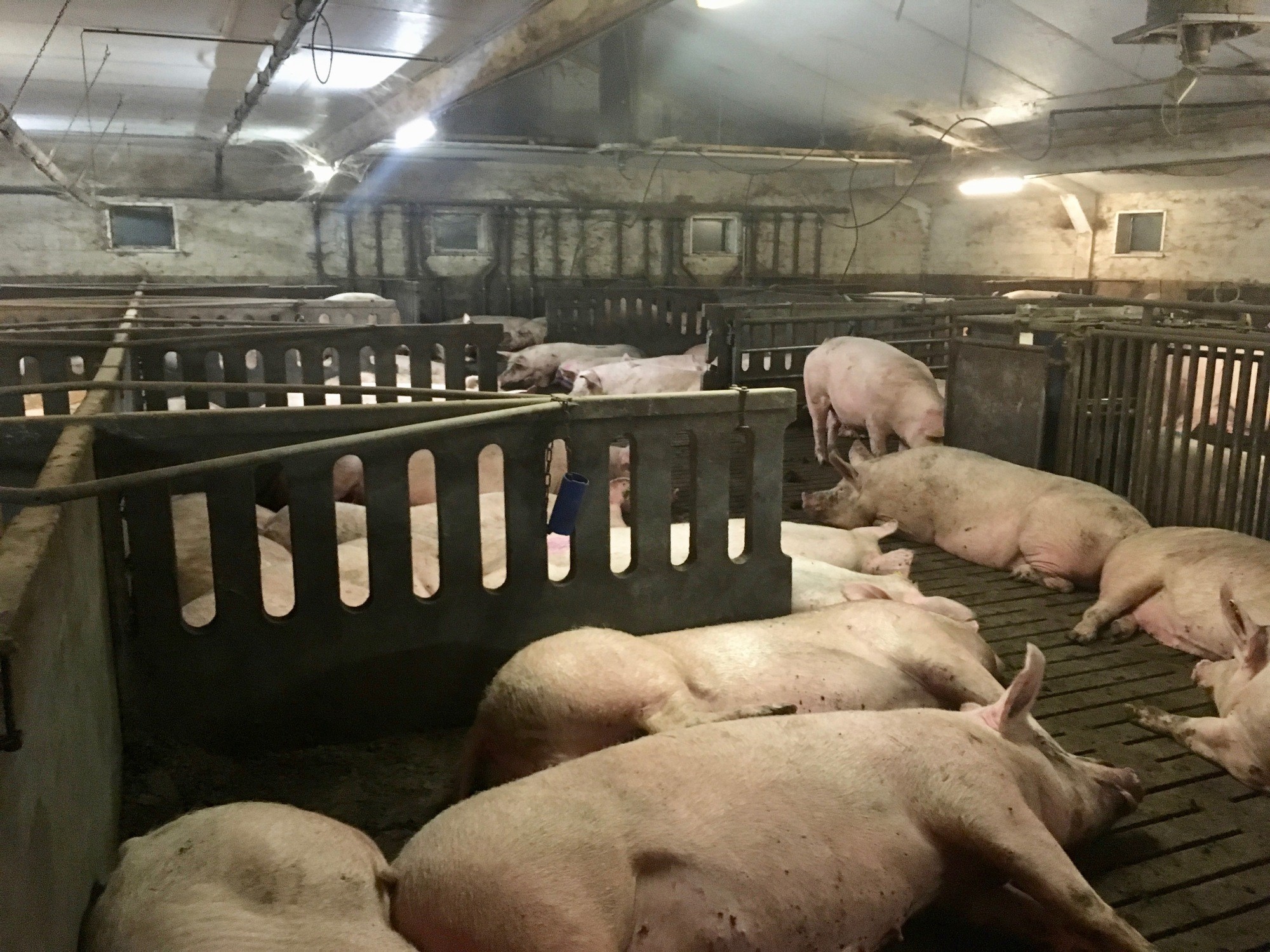 grote varkens liggen in varkensstal