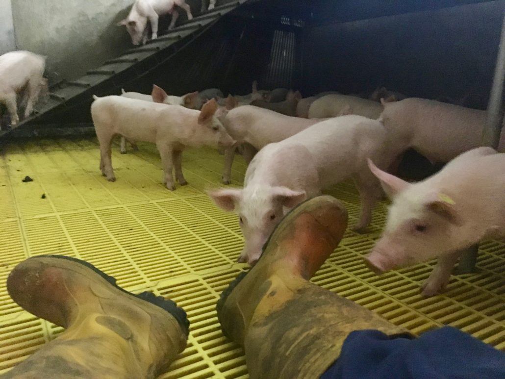 laarzen van persoon zittend tussen biggen op plastic vloer in stal