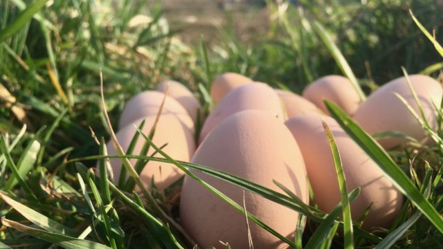eieren in gras