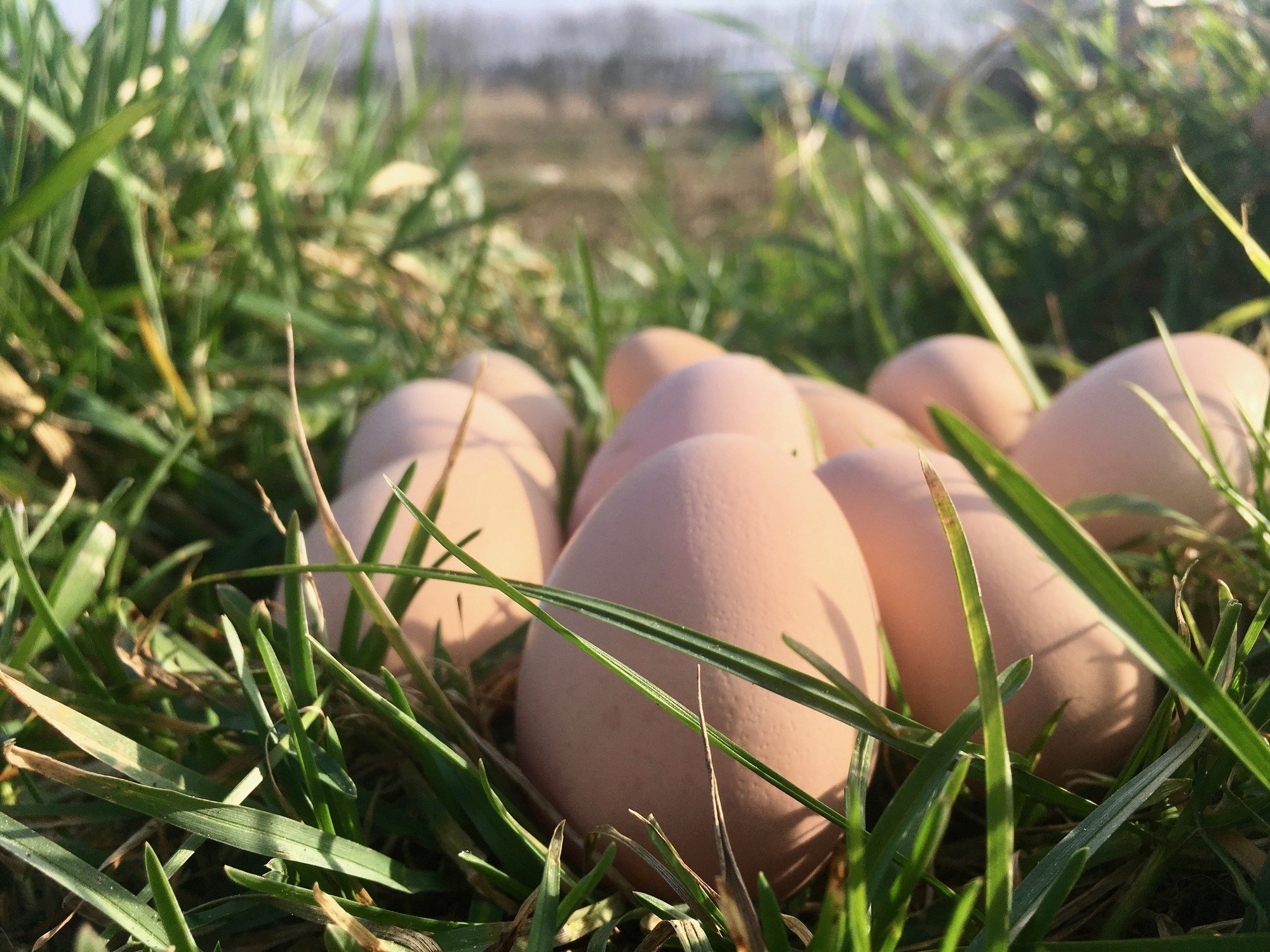 eieren in gras