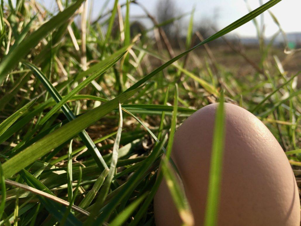 ei in gras