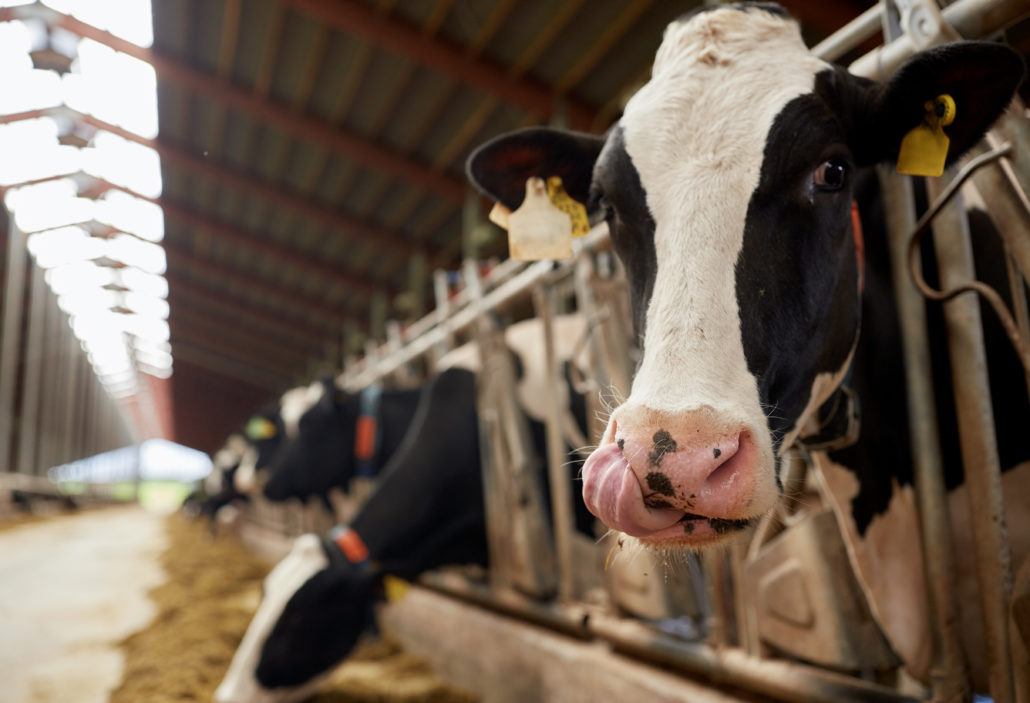 cow licking face while eating hay in barn