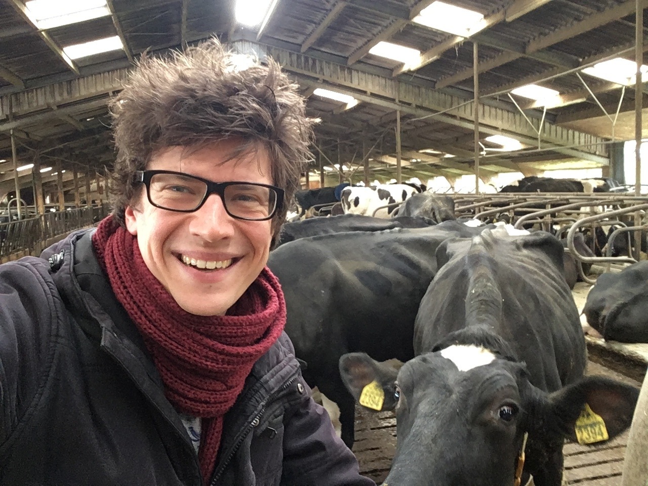 lachende man in stal met koeien op de achtergrond