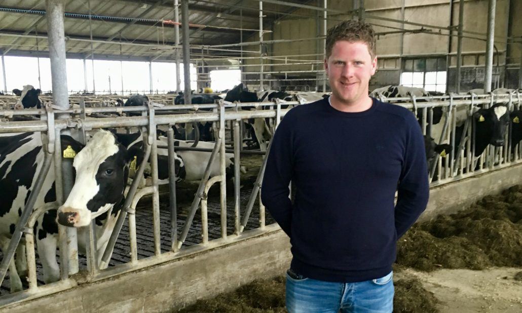Boer voor zijn koeien in stal